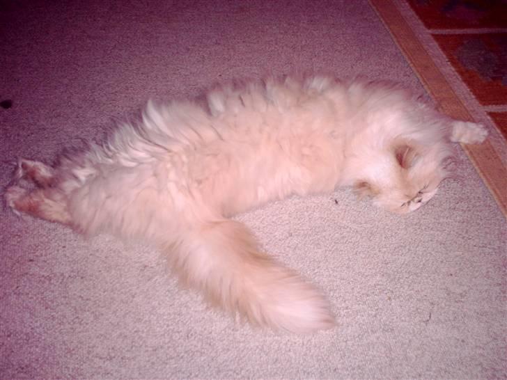 Perser miguel of clipper billede 4