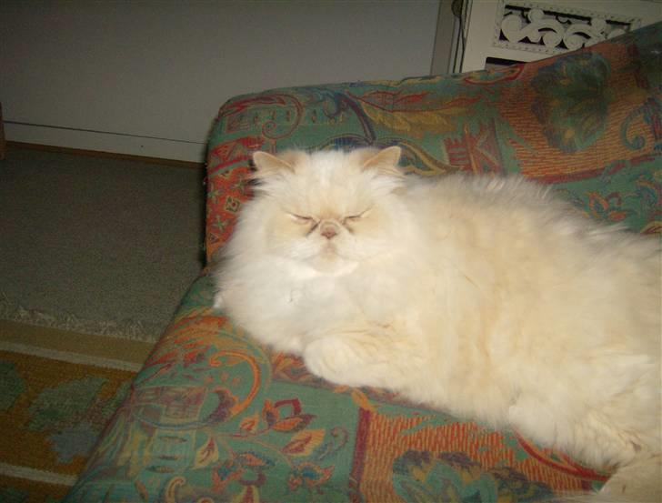 Perser miguel of clipper billede 5