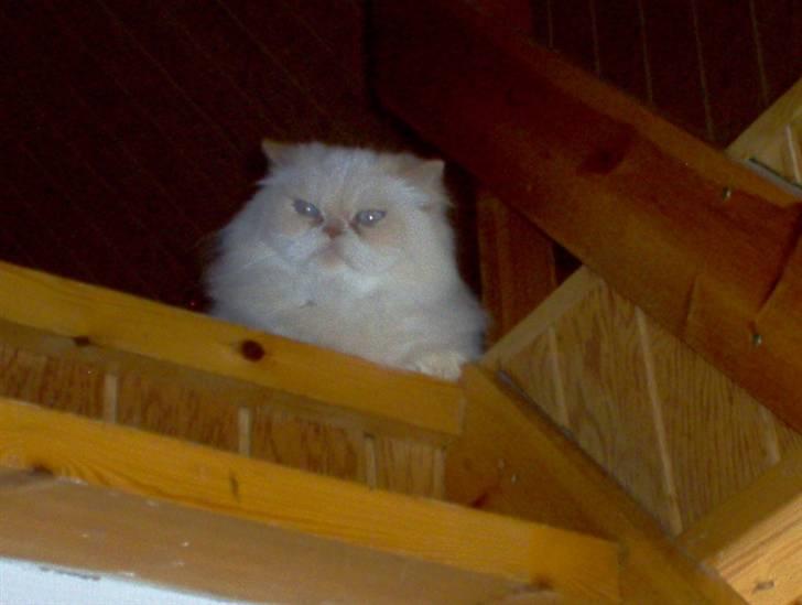 Perser miguel of clipper billede 6