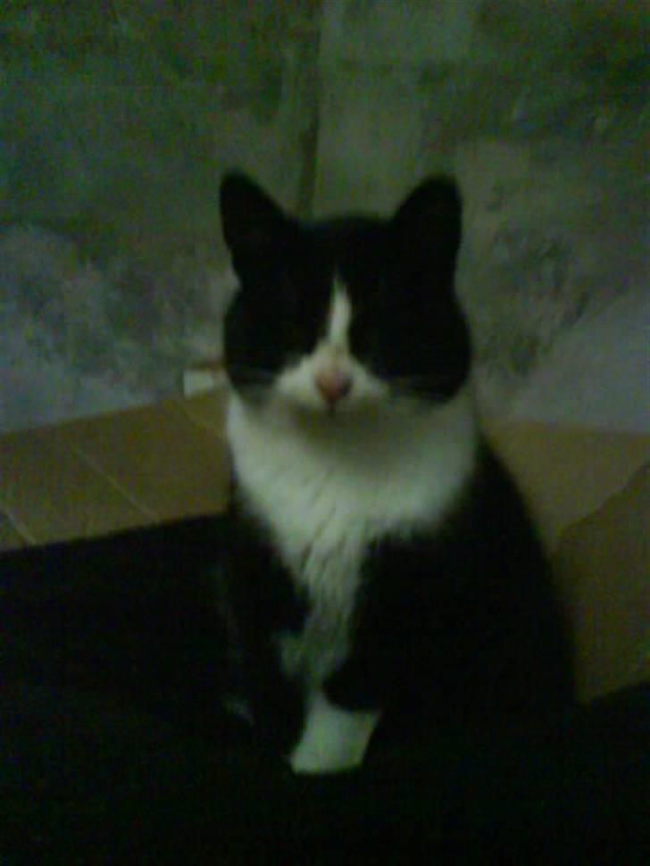 Blanding af racer Domino "DØD" billede 7