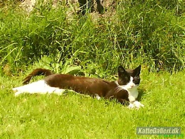 Blanding af racer Domino "DØD" billede 8