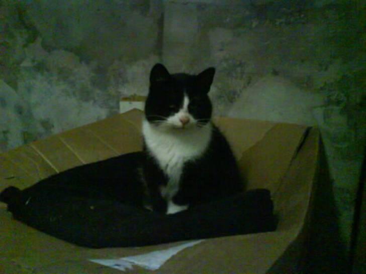 Blanding af racer Domino "DØD" billede 9