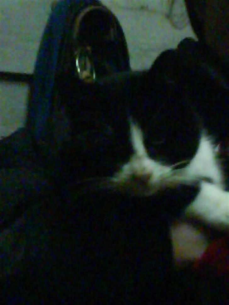 Blanding af racer Domino "DØD" billede 10