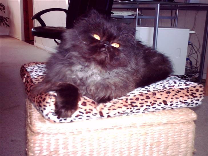 Perser filip billede 1