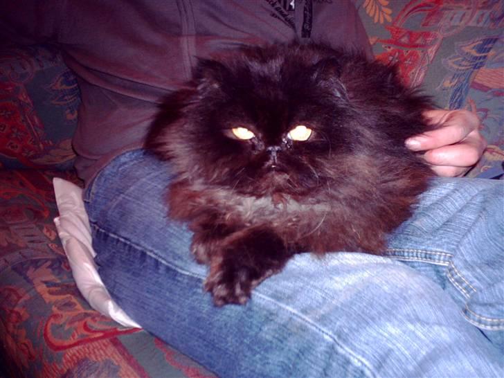 Perser filip billede 2