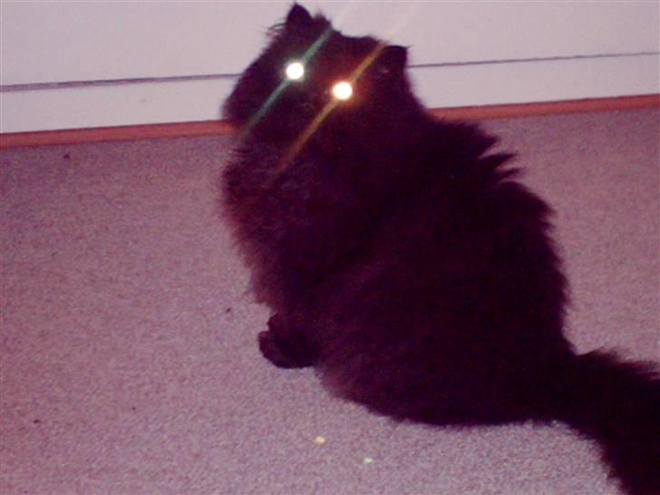 Perser filip billede 3