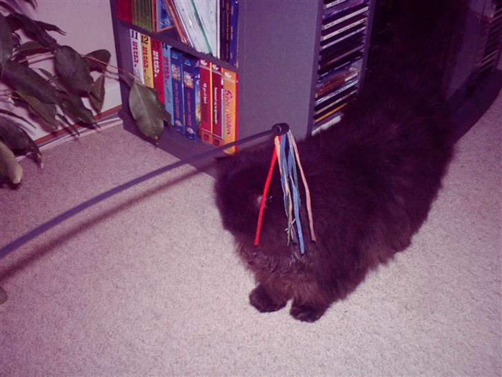 Perser filip billede 4