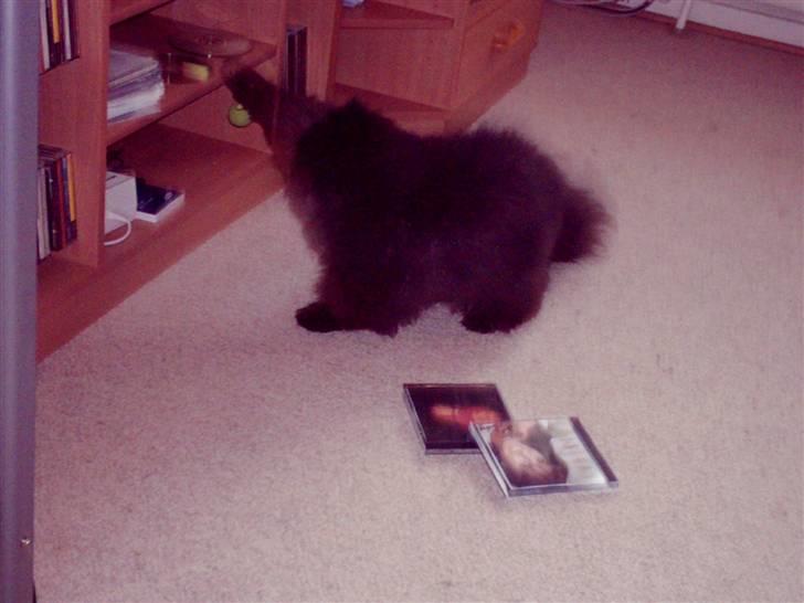 Perser filip billede 5