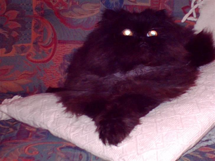 Perser filip billede 6