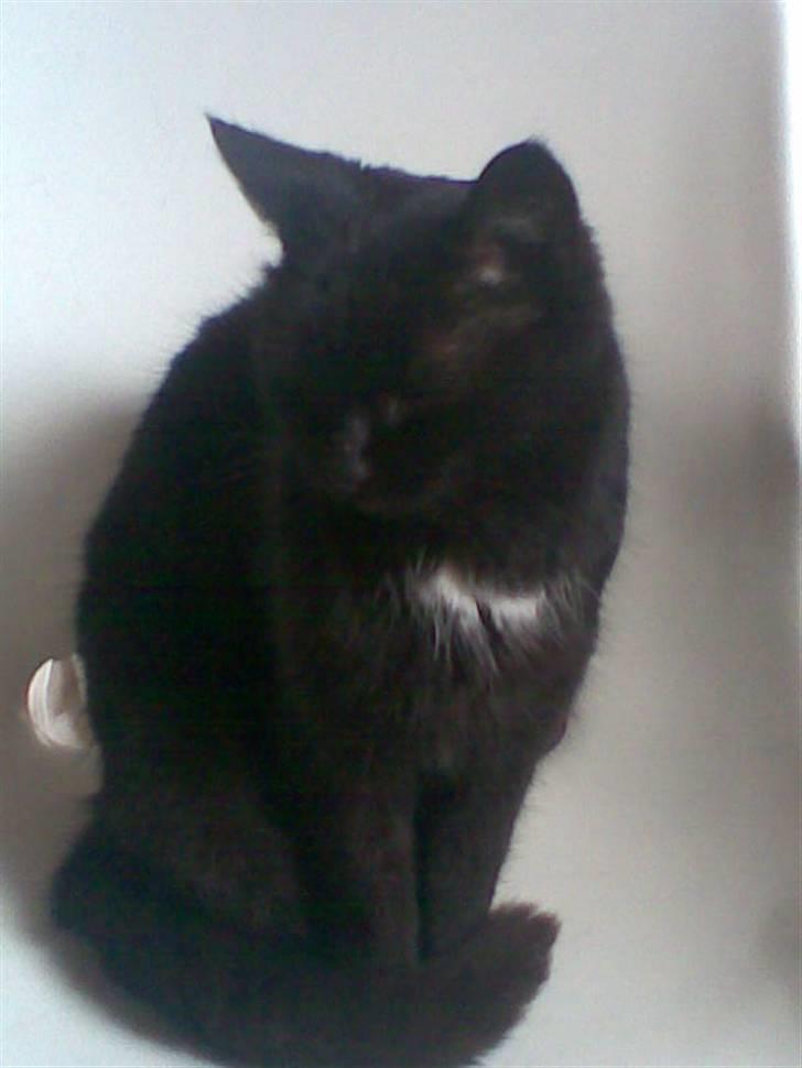 Huskat Perle billede 16