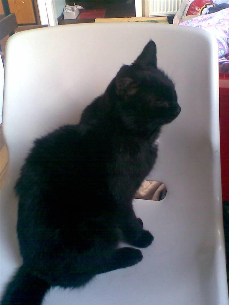 Huskat Perle billede 17