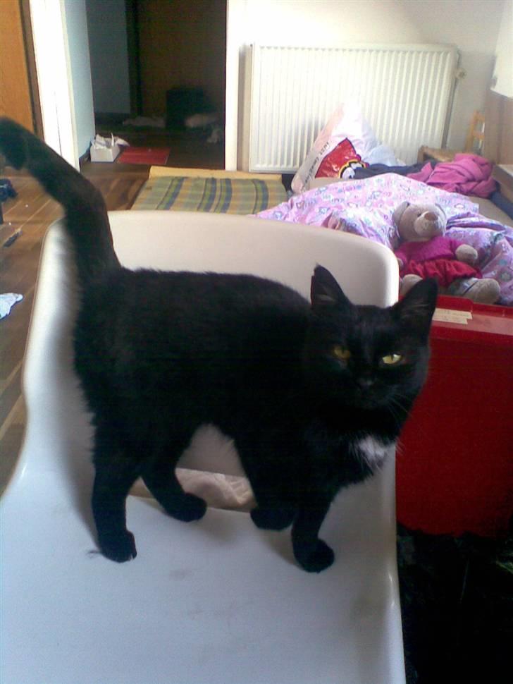 Huskat Perle billede 18