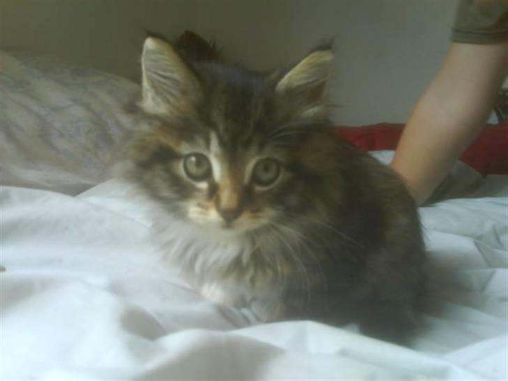 Maine Coon Carla billede 10