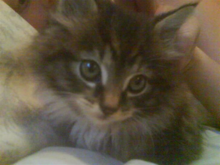 Maine Coon Carla billede 11