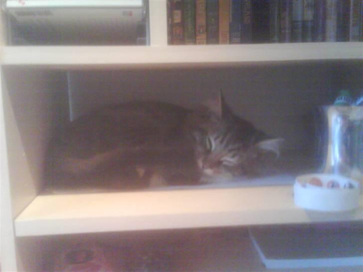 Maine Coon Carla billede 12