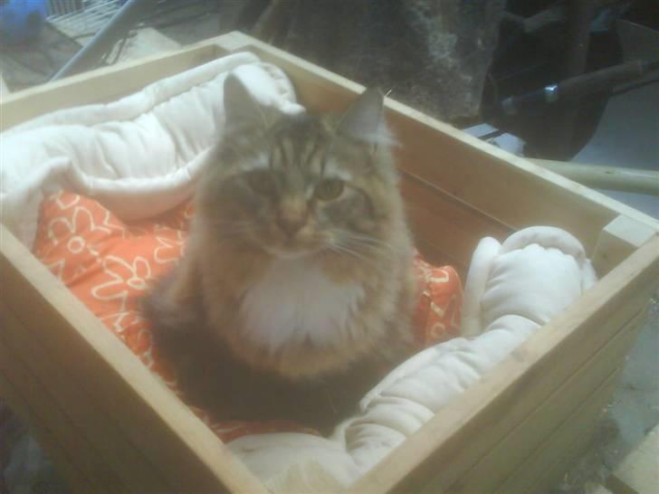 Maine Coon Carla billede 14