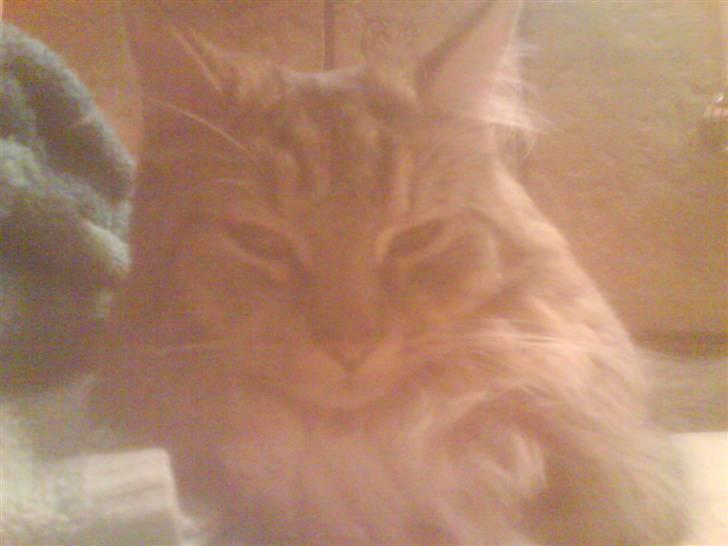 Maine Coon Carla billede 15