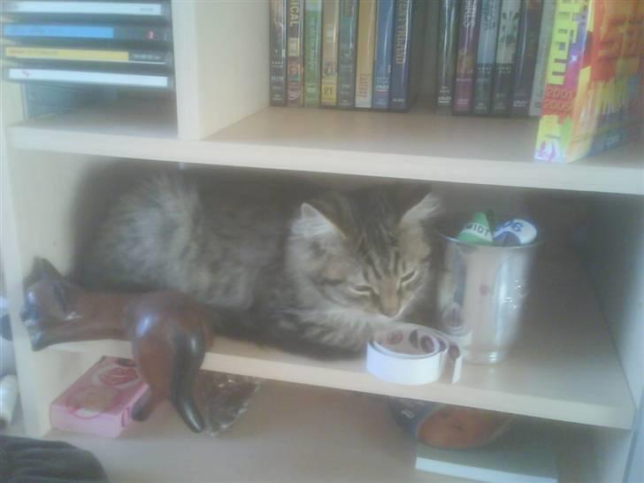 Maine Coon Carla billede 16