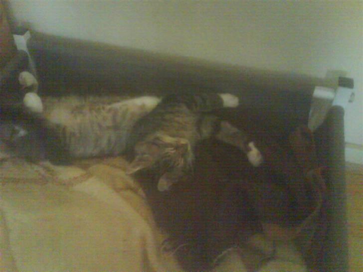 Maine Coon Carla billede 17