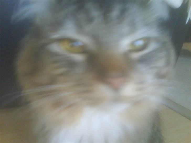 Maine Coon Carla billede 20