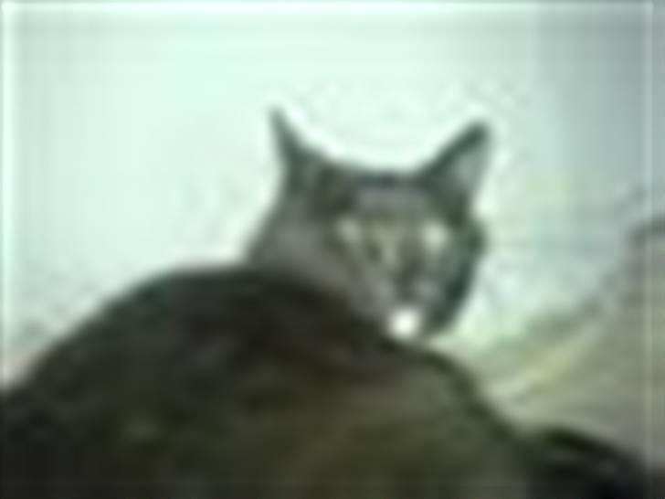 Blanding af racer Midde Død :'( R.I.P! - Hey siger hun billede 1