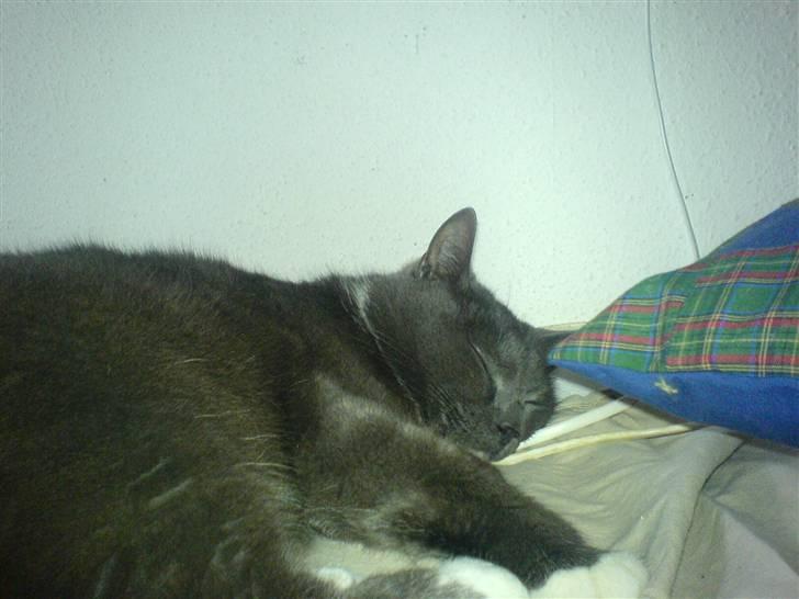 Blanding af racer Midde Død :'( R.I.P! billede 2