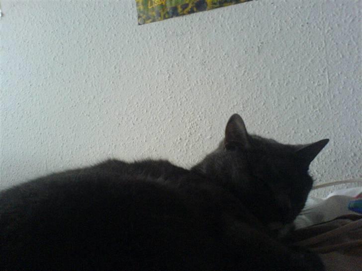 Blanding af racer Midde Død :'( R.I.P! billede 3