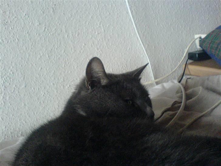 Blanding af racer Midde Død :'( R.I.P! billede 4