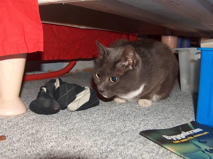 Blanding af racer Midde Død :'( R.I.P! billede 5