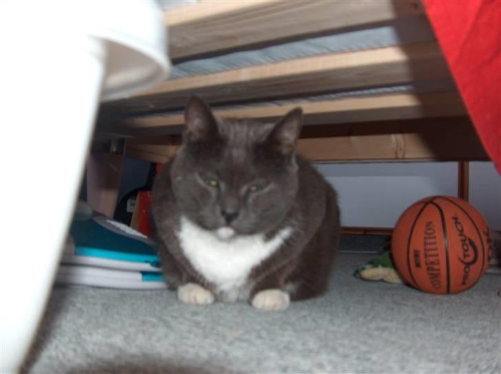 Blanding af racer Midde Død :'( R.I.P! billede 6