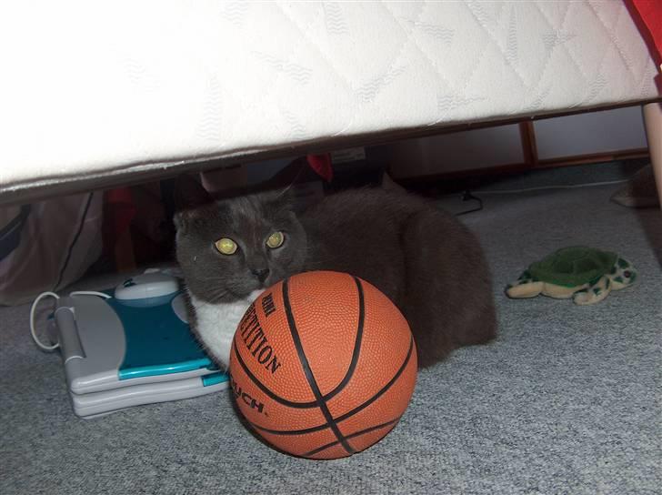 Blanding af racer Midde Død :'( R.I.P! billede 7