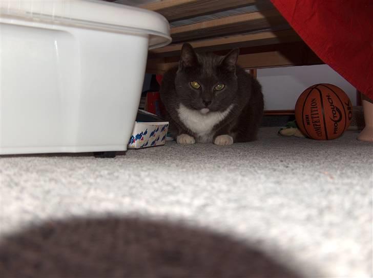 Blanding af racer Midde Død :'( R.I.P! billede 8