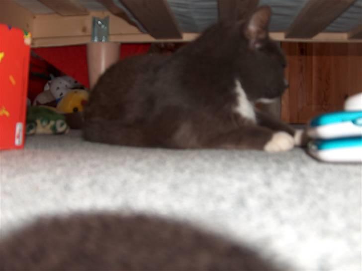 Blanding af racer Midde Død :'( R.I.P! billede 9