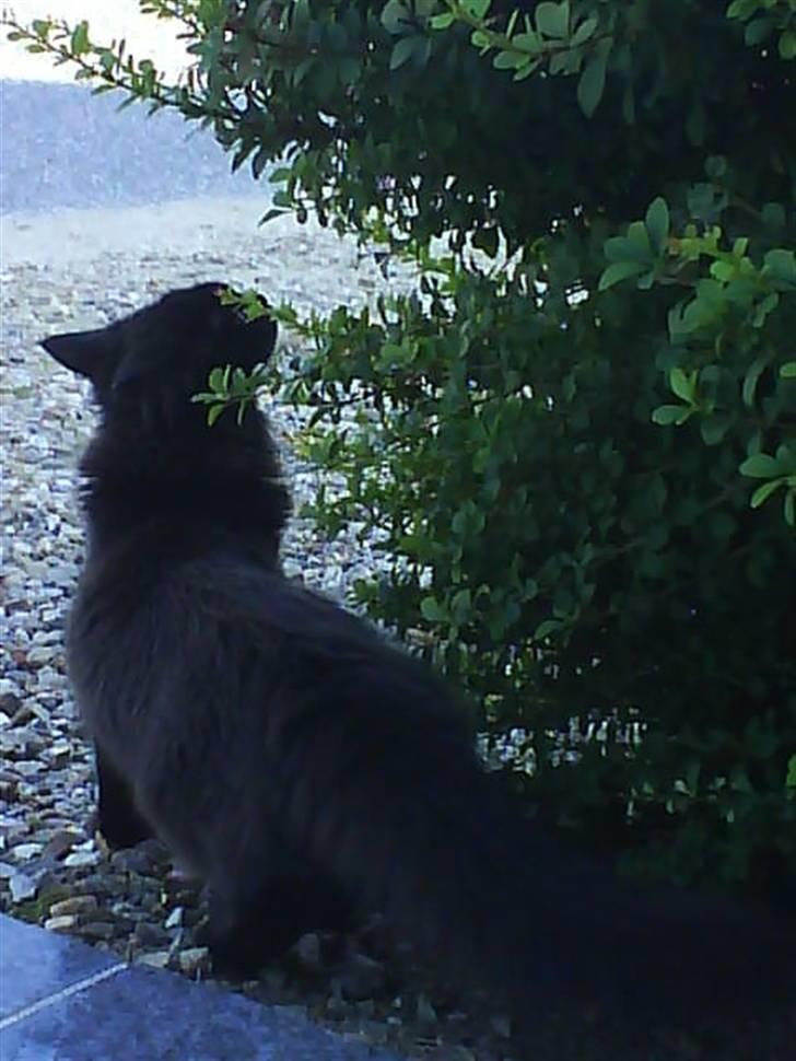 Maine Coon Minnie billede 6