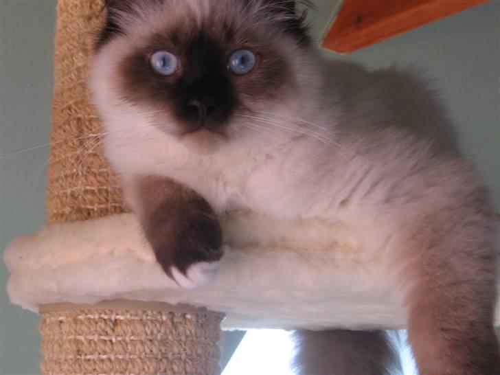 Hellig Birma Oskar billede 11