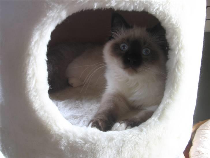 Hellig Birma Oskar billede 12