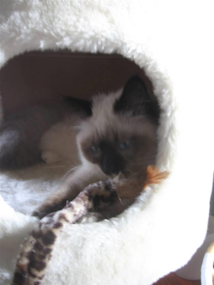 Hellig Birma Oskar billede 13