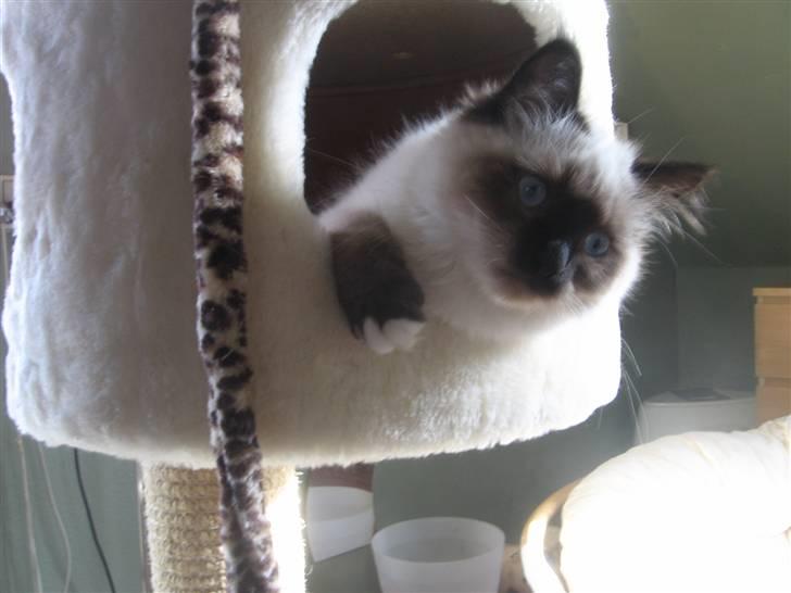 Hellig Birma Oskar billede 15