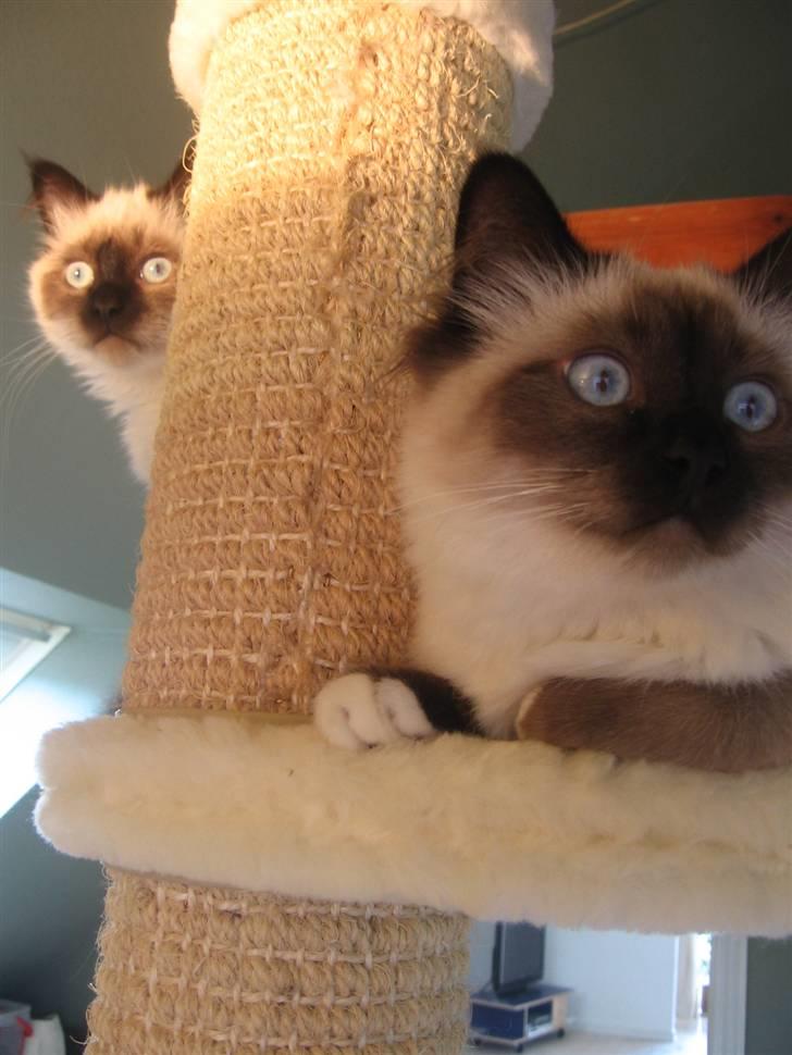 Hellig Birma Nala billede 18