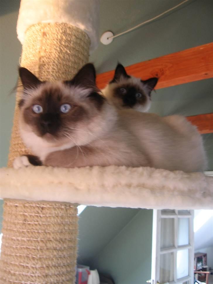 Hellig Birma Nala billede 19