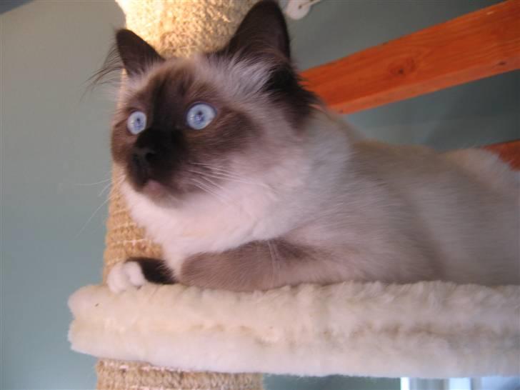 Hellig Birma Nala billede 20