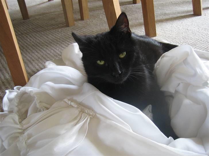 Huskat Millions | †Minni† | billede 1