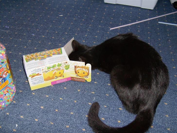 Huskat Millions | †Minni† | billede 2