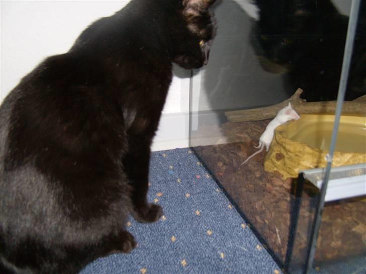 Huskat Millions | †Minni† | billede 3