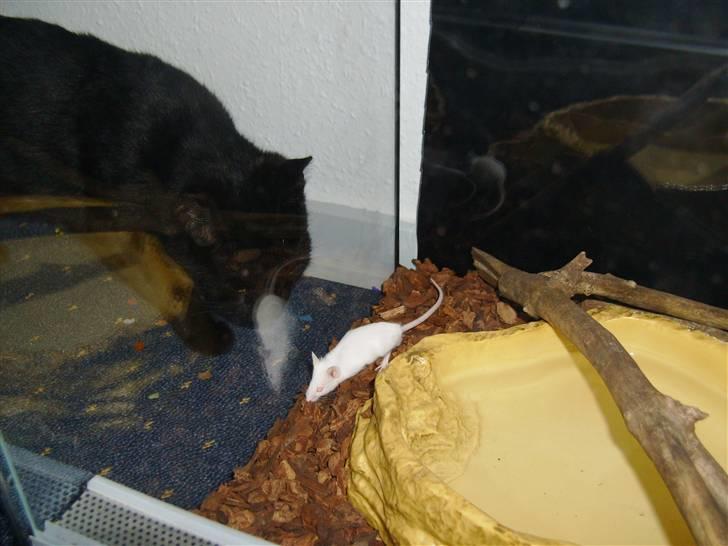 Huskat Millions | †Minni† | billede 4