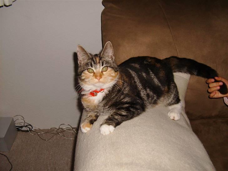 Huskat Millions | †Mille† | billede 1