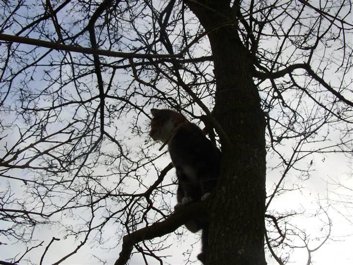 Huskat Millions | †Mille† | billede 2