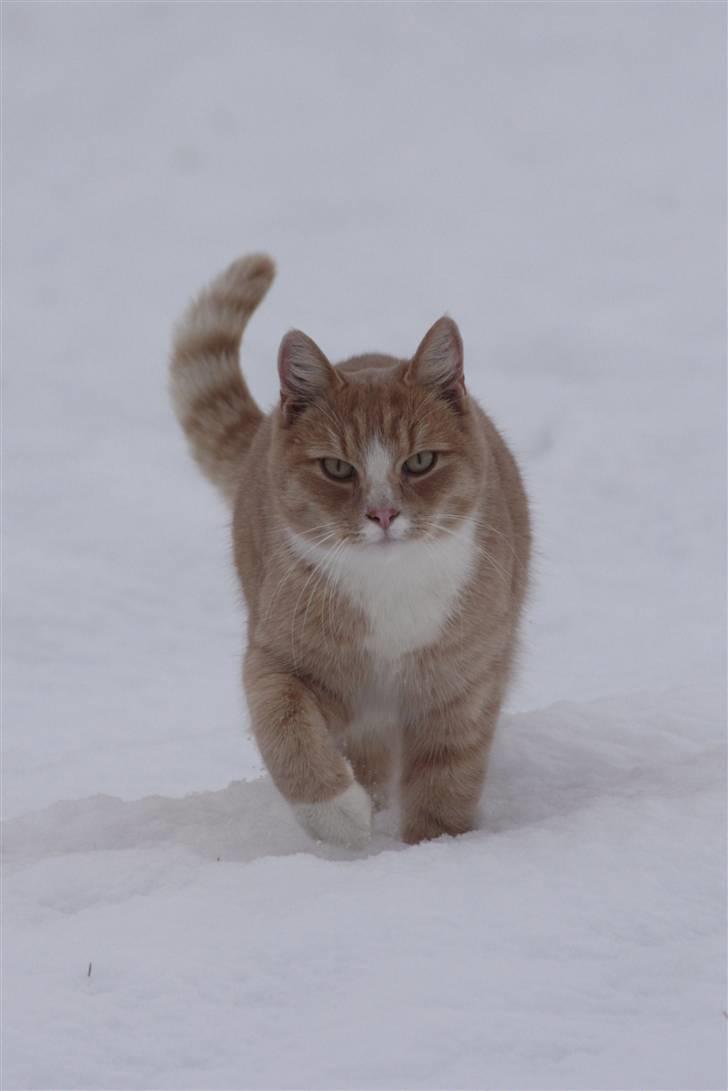 Huskat Millions | Magnus | billede 1