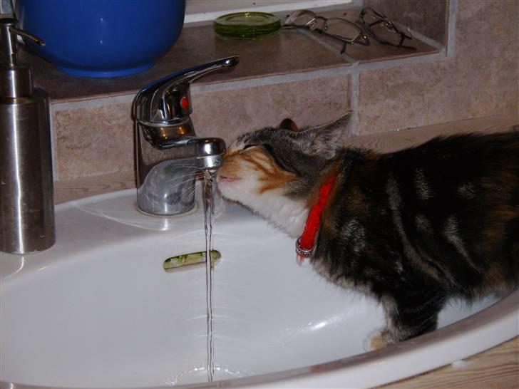 Huskat Millions | †Mille† | billede 3