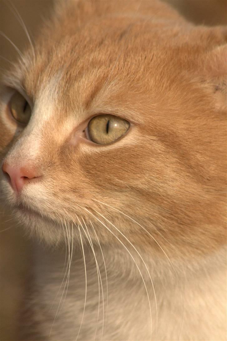 Huskat Millions | Magnus | billede 2